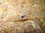 Palaemon serratus: specimen very clear Palaemon serratus: specimen very clear