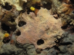 Hexadella racovitzai Hexadella racovitzai