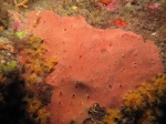 Hexadella topsenti Hexadella topsenti
