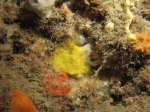 Hexadella crypta Hexadella crypta
