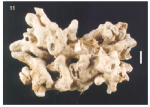 Geodia tumulosa Holotype Geodia tumulosa Holotype