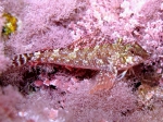Tripterygion tartessicum (male)