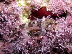 Tripterygion tartessicum (male)