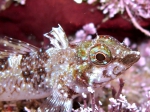 Tripterygion tartessicum (male)