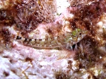 Tripterygion tartessicum