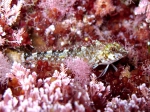 Tripterygion tartessicum