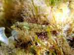 Tripterygion tartessicum (female)
