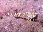 Tripterygion tartessicum (male)
