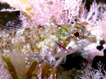 Tripterygion tartessicum