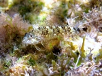 Tripterygion tartessicum (male)