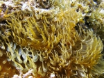 Aiptasia diaphana