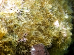 Aiptasia diaphana