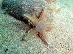 Astropecten platyacanthus