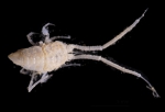 Echinozone