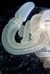 Hemichordata