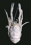 Munidopsis naginata Munidopsis naginata