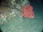 Paragorgia arborea