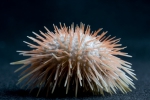 Echinus tylodes Echinus tylodes