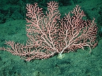 Paragorgia arborea