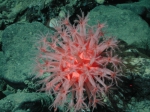 Anthomastus sp.