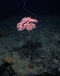 Metallogorgia melanotrichos