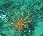Novodinia antillensis