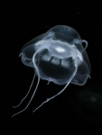 Bathykorus bouilloni Bathykorus bouilloni