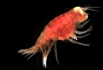 Cyclocaris guilelmi.jpg