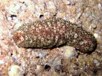 Holothuria sanctori