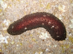 Holothuria sanctori