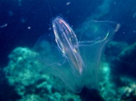 Leucothea multicornis