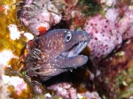 Muraena helena