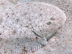 Pegusa cf. lascaris