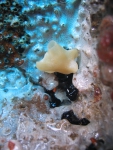 Paraleucila magna in vivo