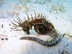 Hippocampus guttulatus