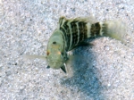 Epinephelus aeneus (juvenile)