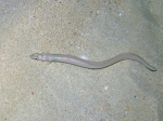 Ariosoma balearicum