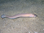 Ophidion barbatum