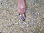 Ophidion barbatum