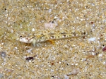 Pomatoschistus bathi