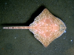 Raja brachyura (juvenile)