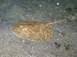 Raja brachyura (juvenile)