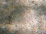 Bothus podas (female)