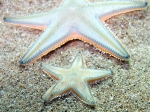 Astropecten jonstoni (juvenile)
