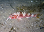 Mullus surmuletus