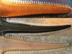 Astropecten bispinosus: detail of the superomarginal spine 