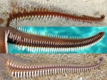 Astropecten bispinosus: detail of lateral side of superomarginal plates