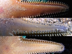 Astropecten platyacanthus: detail of the superomarginal spine