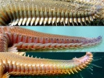 Astropecten platyacanthus: detail of lateral side of superomarginal plates