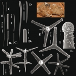 Cyamon amphipolyactinum Van Soest, Carballo & Hooper, 2012 Cyamon amphipolyactinum Van Soest, Carballo & Hooper, 2012